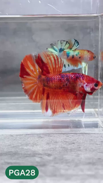 King Giant Plakat Male Betta Fish | You Pick Fish | High Grade