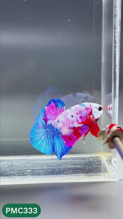 Multicolor Plakat Male Betta Fish | Show Grade |  You Pick Fish