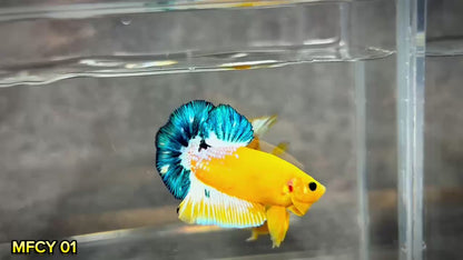 Yellow Fancy Male Betta Fish | Order Directly From Farm | You Pick Fish