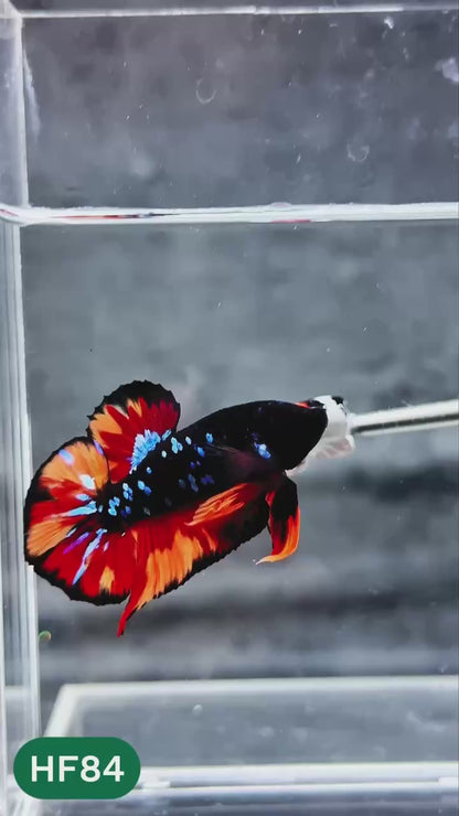 Dark Flame Hellfire Plakat Male Betta Fish | You Pick Fish | Exotic Betta