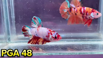 King Giant Plakat Male Betta Fish | You Pick Fish | High Grade