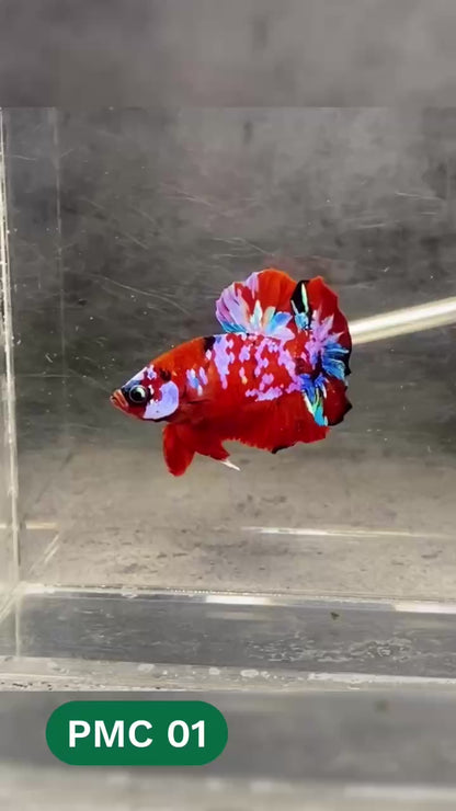 Multicolor Plakat Male Betta Fish |Show Grade|  You Pick Fish
