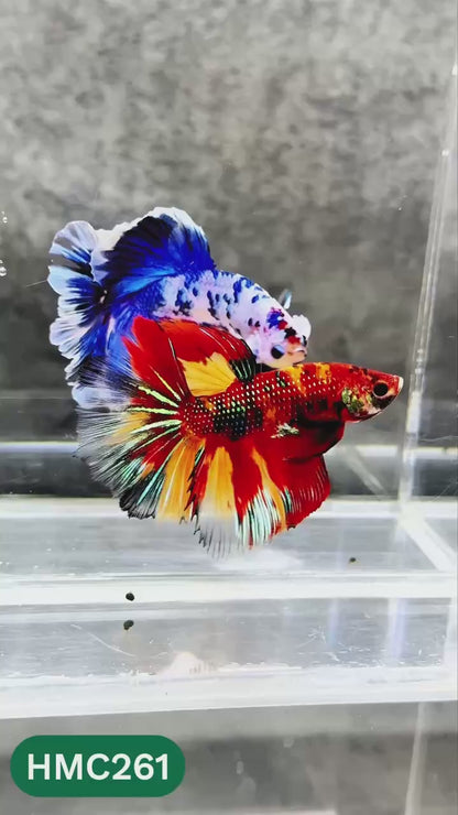 Multicolor Halfmoon Male Betta Fish | Order Directly From Farm | You Pick Fish