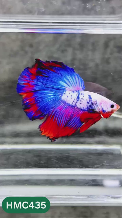 Multicolor Halfmoon Male Betta Fish | Order Directly From Farm | You Pick Fish