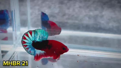 Hellboy Plakat Male Betta Fish | Order Directly From Farm | You Pick Fish