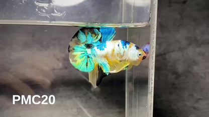 Multicolor Plakat Male Betta Fish |Show Grade|  You Pick Fish