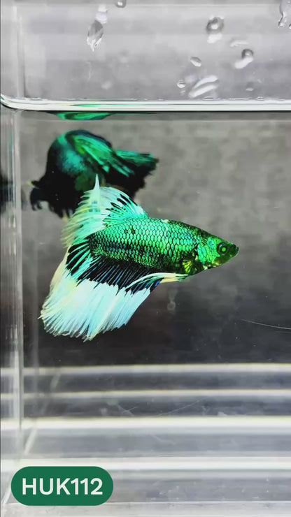 Black Hulk Halfmoon Male Betta Fish | You Pick Fish