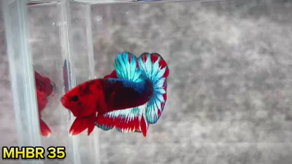 Hellboy Plakat Male Betta Fish | Order Directly From Farm | You Pick Fish