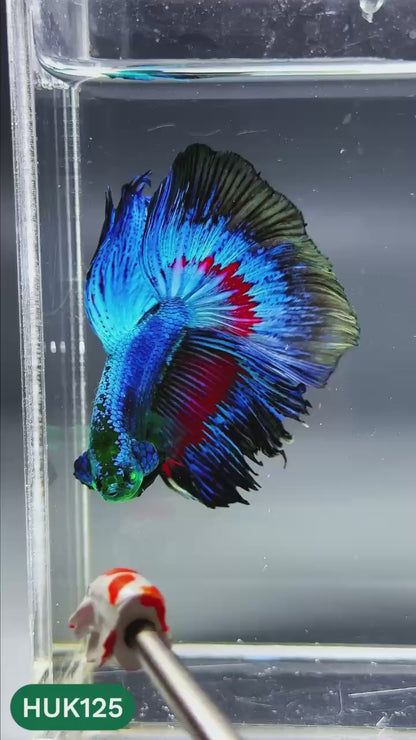 Black Hulk Halfmoon Male Betta Fish | You Pick Fish