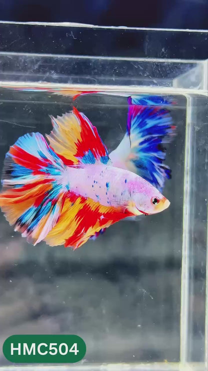 Nemo Halfmoon Male Betta Fish | Order Directly From Farm | You Pick Fish