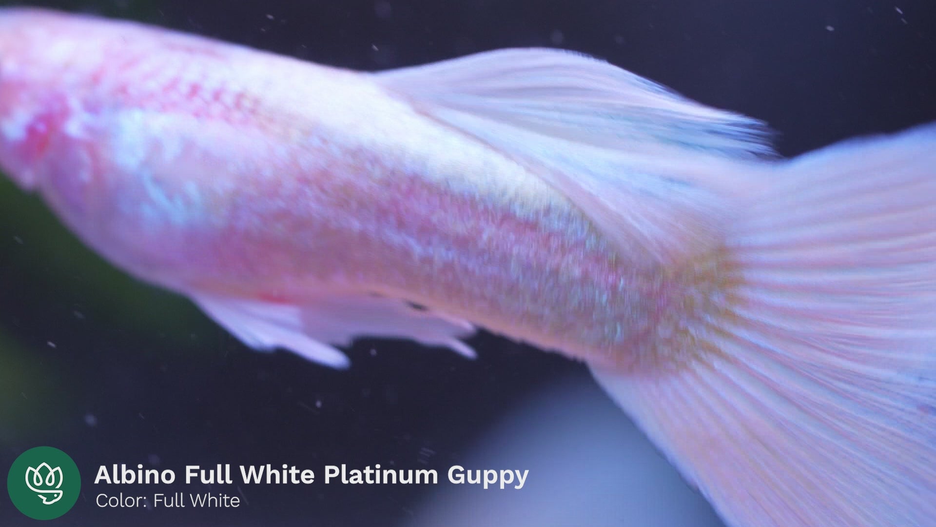 Albino Full White Platinum Guppy