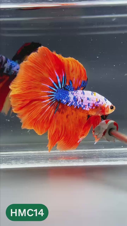 Multicolor Halfmoon Male Betta Fish | High Grade | Order Directly From Farm |  You Pick Fish