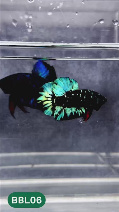 Black Star Nebula Plakat Male Betta | You Pick Betta | High Grade