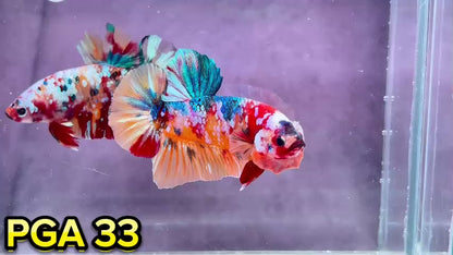 King Giant Plakat Male Betta Fish | You Pick Fish | High Grade