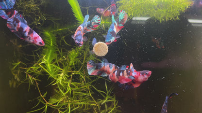 Koi Nemo Black Base Female Betta Fish Sorority