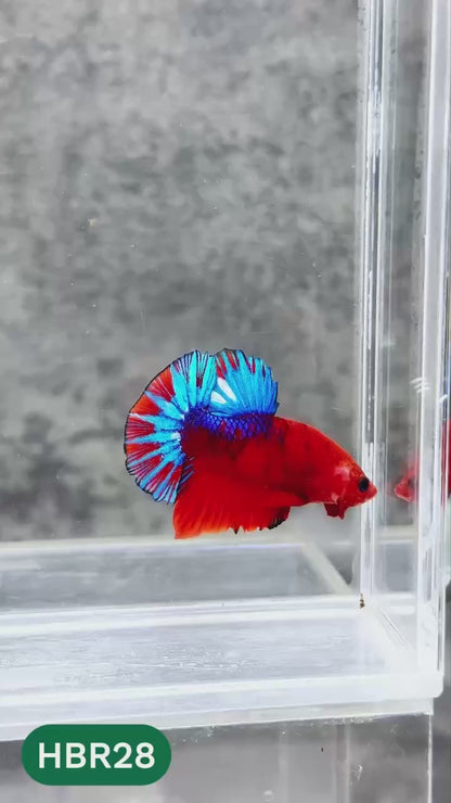 Hellboy Plakat Male Betta Fish | Order Directly From Farm | You Pick Fish