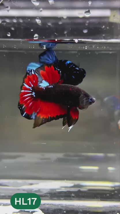 Dark Flame Hellfire Plakat Male Betta Fish | You Pick Fish | Exotic Betta