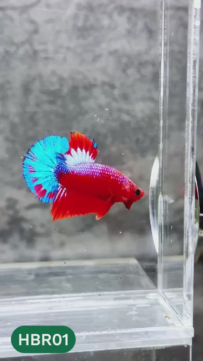 Hellboy Plakat Male Betta Fish | Order Directly From Farm | You Pick Fish