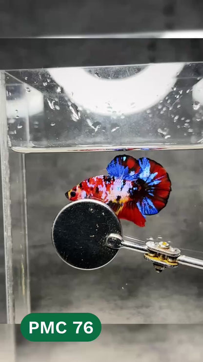 Multicolor Plakat Male Betta Fish |Show Grade|  You Pick Fish