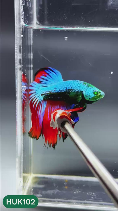 Black Hulk Halfmoon Male Betta Fish | You Pick Fish