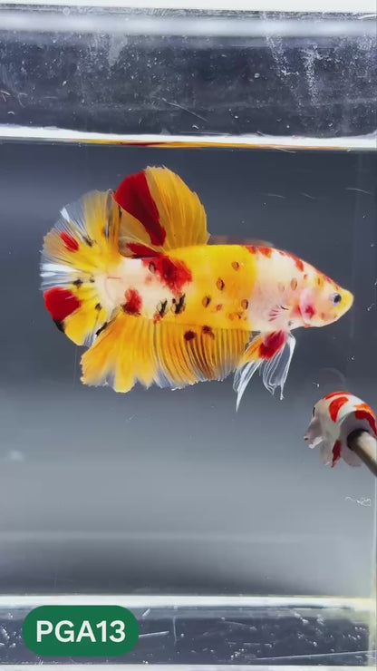 King Giant Plakat Male Betta Fish | You Pick Fish | High Grade