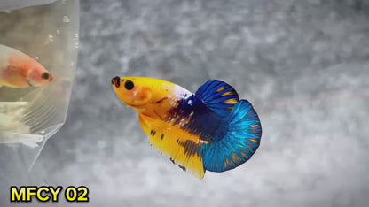 Yellow Fancy Male Betta Fish | Order Directly From Farm | You Pick Fish