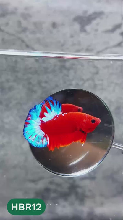 Hellboy Plakat Male Betta Fish | Order Directly From Farm | You Pick Fish