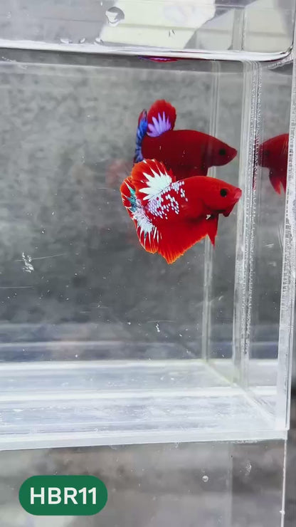 Hellboy Plakat Male Betta Fish | Order Directly From Farm | You Pick Fish