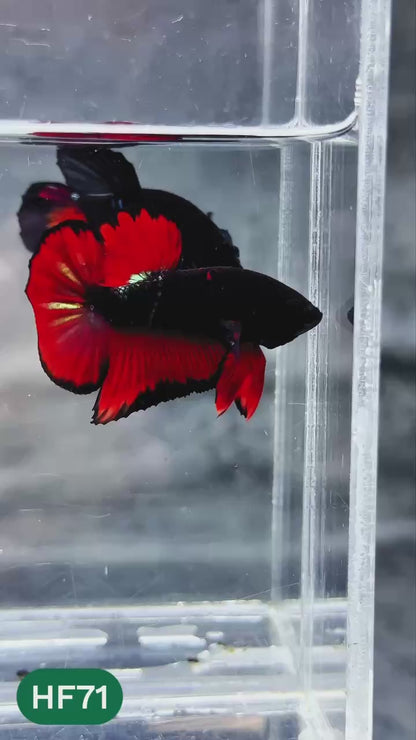 Dark Flame Hellfire Plakat Male Betta Fish | You Pick Fish | Exotic Betta