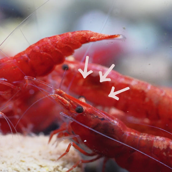 Fire Red Neocaridina Shrimp