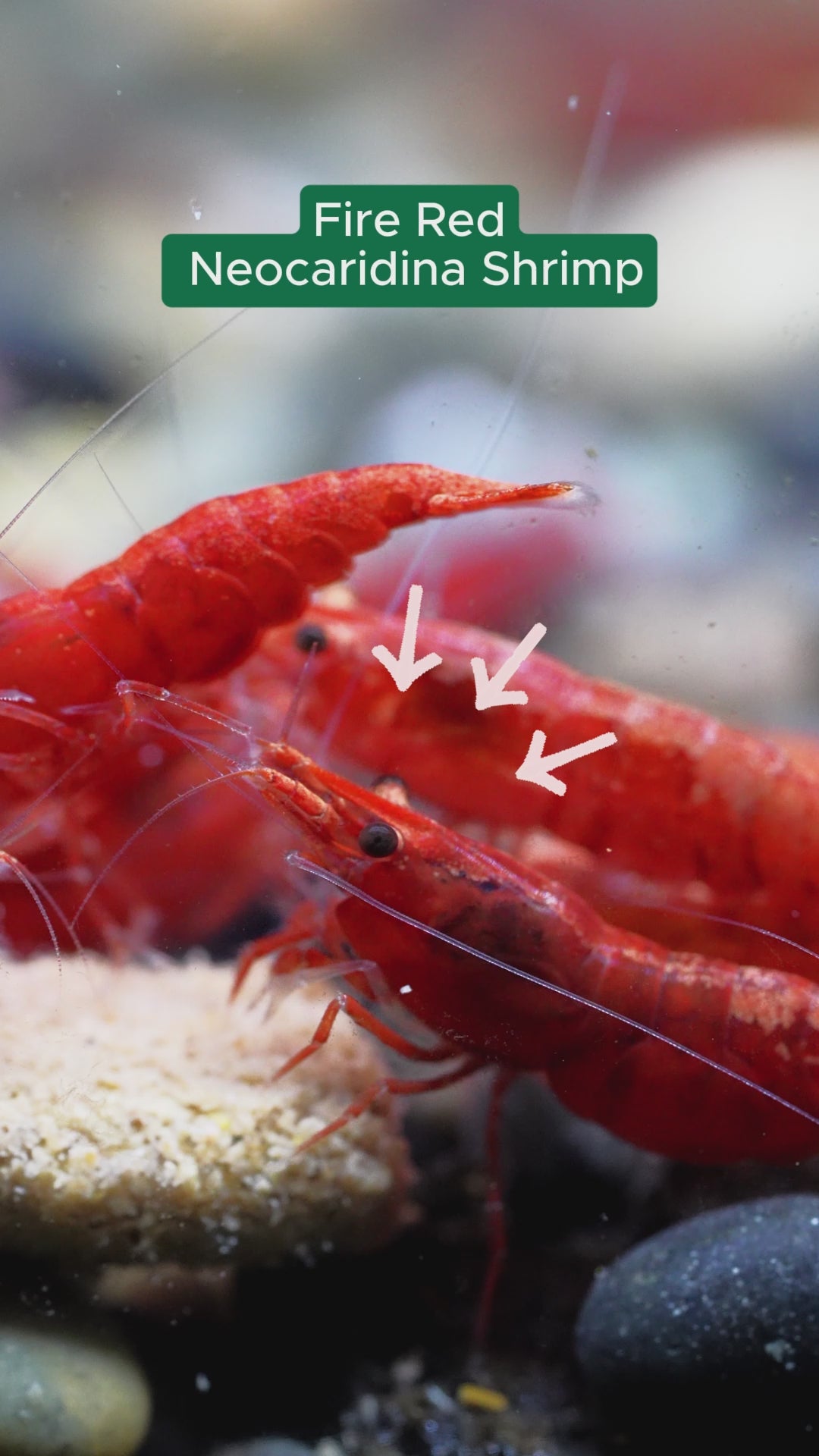 Fire Red Neocaridina Shrimp