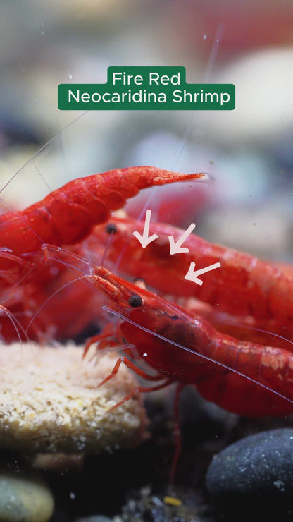 Fire Red Neocaridina Shrimp