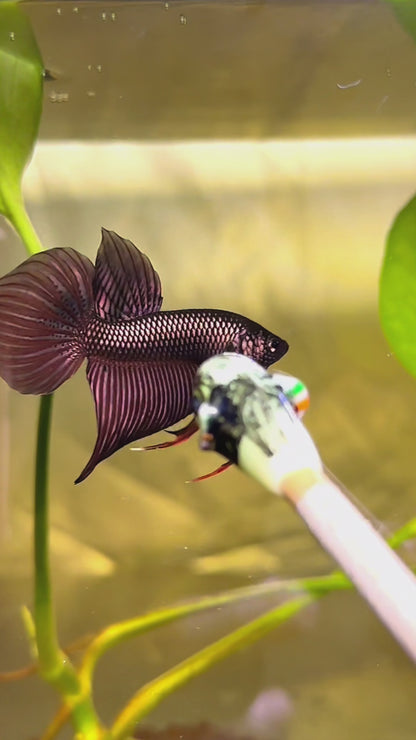 Wild Copper Mahachaiensis Male Betta Fish