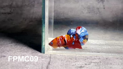 Multicolor Female Betta Fish | You Pick Fish  | High Grade