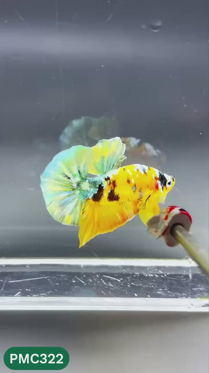 Multicolor Plakat Male Betta Fish | Show Grade |  You Pick Fish