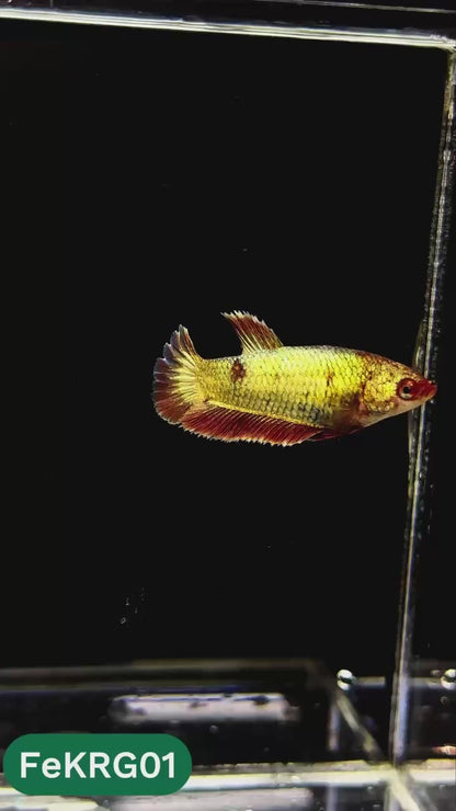 Koi Red Gold Female Betta Fish | You Pick Fish | High Grade