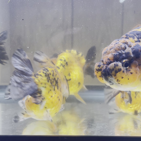 Ranchu Tiger Goldfish