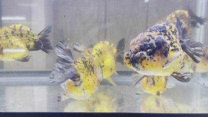 Ranchu Tiger Goldfish