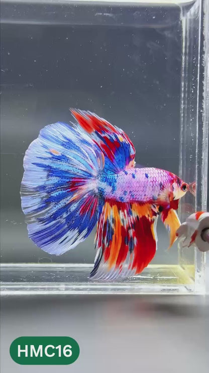 Multicolor Halfmoon Male Betta Fish | High Grade | Order Directly From Farm |  You Pick Fish