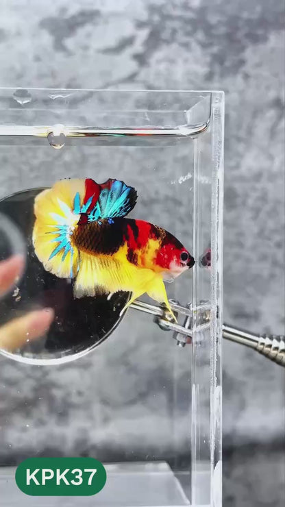 Multicolor Plakat Male Betta Fish |Show Grade|  You Pick Fish