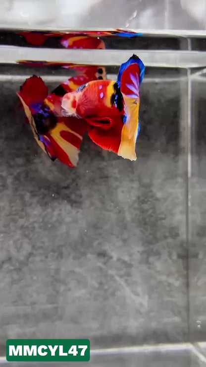 Multicolor Yellow Base Plakat Male Betta Fish | Order Directly From Farm|  You Pick Fish