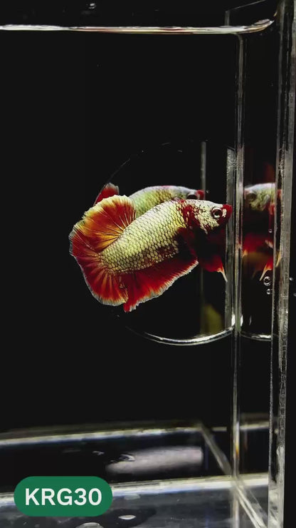 Koi Red Gold Galaxy Plakat Male Betta Fish | You Pick Fish