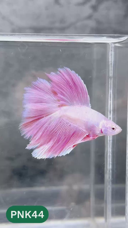 Pink Halfmoon Male Betta Fish | You Pick Fish | Order Directly From Farm