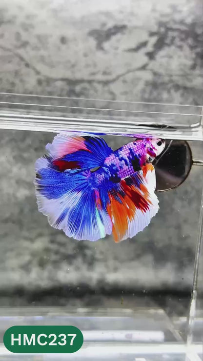 Multicolor Halfmoon Male Betta Fish | Order Directly From Farm | You Pick Fish