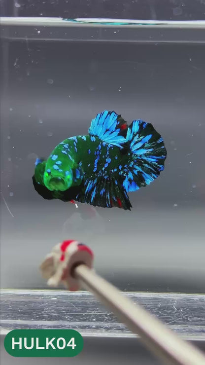Galaxy Hulk Plakat Male Betta Fish | Exotic Grade | You Pick