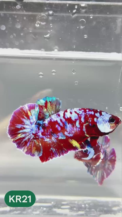 Golden Star Dust Galaxy Plakat Male Betta Fish | Super Rare | You Pick Fish