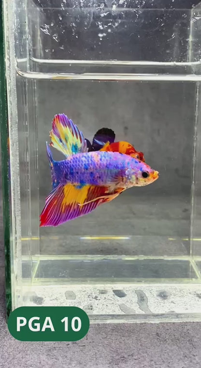 King Giant Plakat Male Betta Fish | You Pick Fish | High Grade