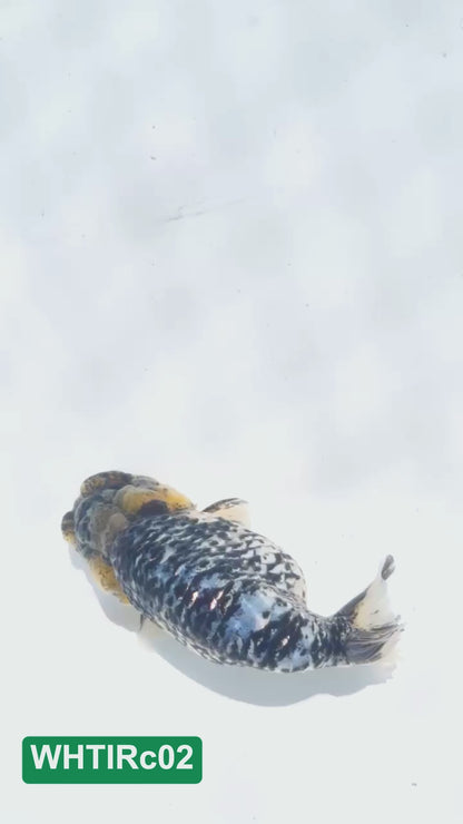 Pearl White Tiger Calico Ranchu Goldfish | You Pick Fish