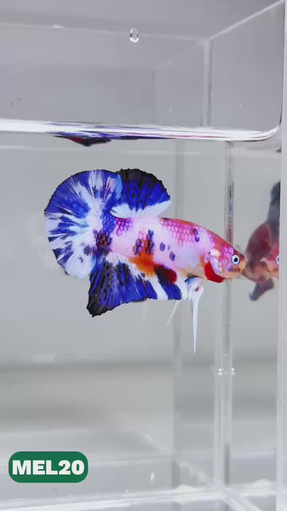 Metallic Plakat Betta Fish | You Pick Betta | Exotic Fish