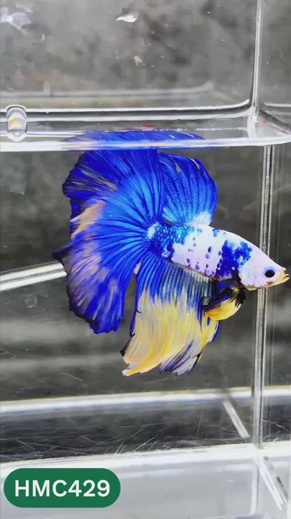 Multicolor Halfmoon Male Betta Fish | Order Directly From Farm | You Pick Fish
